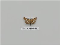 藏品(螟蛾181)的圖片